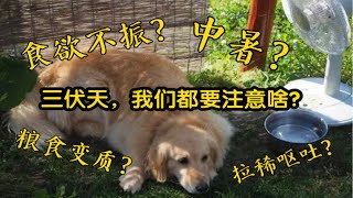 三伏天狗子生存指南