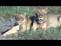 Into The African Wild: Chobe AM/PM Safaris and Victoria Falls