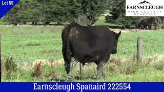 Lot 55 Earnscleugh Spaniard 222554