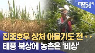 집중호우 이어 태풍.. 농작물 관리 '비상'ㅣMBC충북NEWS