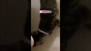 【狆とミニチュアダックスのMIX犬\u0026保護猫】淋しがり屋さんの日々ハイライト