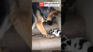 階段をのぼる子猫を見守るワンちゃん