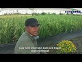 Tips Agar Tanaman Padi Bebas Dari Penyakit Dan Bobot Bulir Meningkat