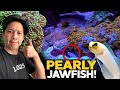 PetCo Pearly Jawfish, SO MANY CORALS! Acans, Zoas. Hammer, Leather corals - local reef club deals!