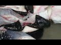 Amazing Skills of Blowfish Toxic Cleaning and Fried Blowfish - Korean Food [ASMR]