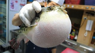 Amazing Skills of Blowfish Toxic Cleaning and Fried Blowfish - Korean Food ASMR