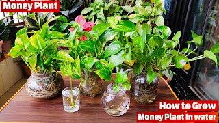 Grow Money Plant in water without Soil || How to Grow Money Plant in water || Grow Plant in water