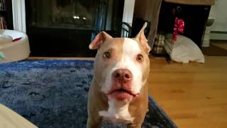 Very spoiled Pit Bull throws a hissy fit over having to wait for her vegetables