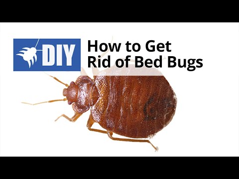 How To Get Rid Of Bed Bugs - Quick Tips - YouTube