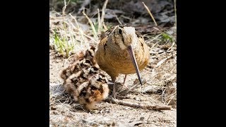 The Billy Jean Bird Boogie (american woodcocks)