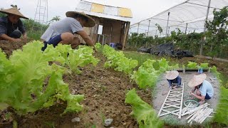 Watch the Transformation: Turning an Empty Garden into a Stunning Vegetable Plot