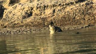 Huge Crocodile Eats another Crocodile - Only in Australia