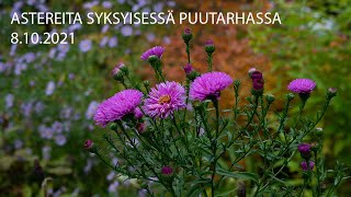 Astereita syksyisessä puutarhassa 8 10 2021