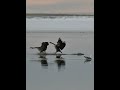 shorts，canadian goose running in water，加拿大鹅水中奔跑 nature animals 动物 野生动物 goose canada goose