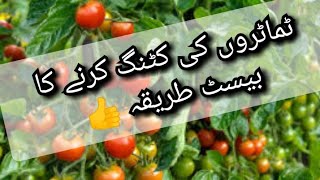 ٹماٹروں کی کٹنگ کرنے کا طریقہ how to cuting tomato