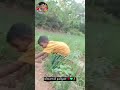 யாருக்கு💯🫂விவசாயம் பிடிக்கும் கமெண்ட் 🥺பண்ணுங்க agriculture farming vivasaya vivasaayi shots