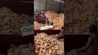 Coconut Export I KDSushma