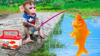 Baby Monkey Chu Chu Goes Fishing By The Stream And Eats Fruit With Puppies In  Garden