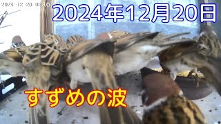 2024年12月20日 すずめの波に押し出されるすずめ