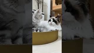 #fannyvideo #animals #布偶猫 #美国短毛猫#Ragdoll and shorthair cats playing together