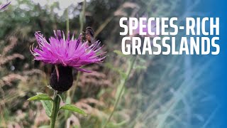 Species-Rich Grasslands