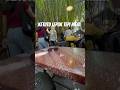 iKan KeTUTU LEPAK TEPI MEJA #youtubepromote #youtubeshorts #niraklasik