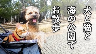 犬と猫とお散歩　大阪湾の人工島　舞洲を満喫 犬猫の仲の良いかわいい姿をどうぞ！