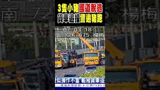 「3隻小豬」國道脫逃! 貨車追撞「警追豬跑」｜TVBS新聞 @TVBSNEWS02