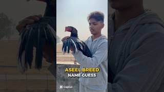 Aseel Chicks Transformation 🐣❤️ #chicks #aseel #shorts  #rooster #birdsvlogs #aseelfighters #pets