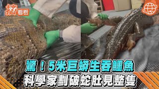 驚！5米巨蟒生吞鱷魚　科學家劃破蛇肚見整隻｜TVBS新聞｜擠看看 #shorts