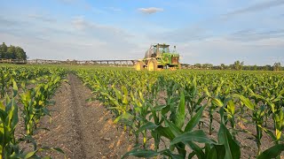 Beautiful Looking Corn!