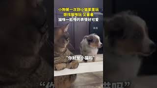 小狗第一次到小猫家里玩，想找猫咪玩，又害羞，猫咪一脸懵的表情好可爱。#动物的感情超乎我们的想象 #旺财