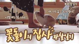 🐰 토끼 키우기 🐰 이건 비밀인데 아무래도 큰 토끼가 직장을 잃은 것 같아! 꽃돌이의 큰 토끼 관찰일기!