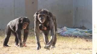 Sijimi, a little away from mom　Tama Zoo Chimpanzee 202502