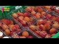 how to harvest apricots dried apricots processing technology apricot farming u0026 apricot harvesting