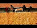 How to Harvest Apricots? Dried Apricots Processing Technology - Apricot Farming & Apricot Harvesting