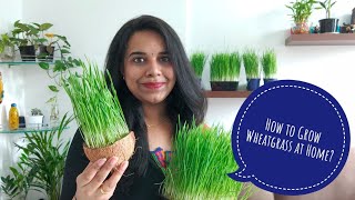 How to Grow Wheatgrass at home in 7 days | Benefits of Wheatgrass Juice