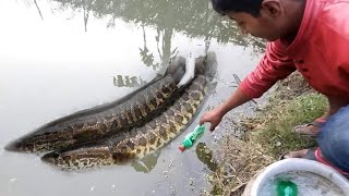 Amazing Boy | Catch Fish With Plastic Bottle Fish Trap ! Fish Trap in Cambodia Method | Episode - 02