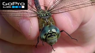 Insects - macro lens GoPro / Насекомые - макросъемка