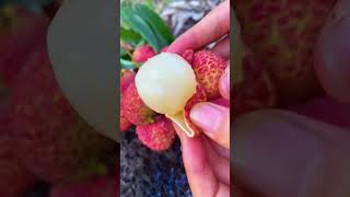 seedless litchi #satisfying #fruitlover #naturalife #fruitcutting #shorts