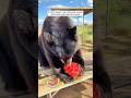 A kind-heart man rescued a bear that had been electrocuted #shorts #animals #bear