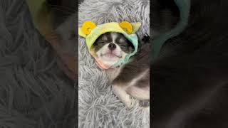 【羊】癒し犬【ガチャガチャ】#shorts #ちわわ #チワワ #chihuahua #チワワの赤ちゃん