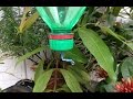 Soda Bottle Watering Sistem Make a Sustainable Drip Water Irrigation Soda Bottle Watering Sistem Make a Sustainable Drip Water Irrigation