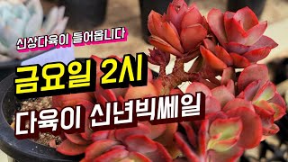 [인천다육]❤내일2시 묵둥이와 신상다육이 쎄일판매 🏡인천 남동구 호구포로400 ☎️ 010-5316-7402