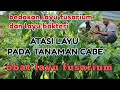 TERNYATA INILAH PENYEBAB DAN CARA MENGATASI LAYU FUSARIUM PADA TANAMAN CABE DAN OBAT LAYU PADA CABE