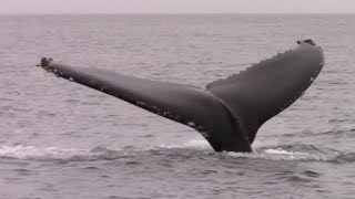 9.10.16 Fin Whale, Humpback Whales \u0026 Risso's Dolphin #Monterey #Travel #Adventure