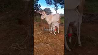 HALLIKAR cow \u0026 female calf 💫🦋 #hallikar #cow #bull 😘 #calf #farming 💖 #bullocks