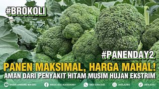 KETAHUI PENYEBAB HARGA NAIK-TURUN, PANEN JADI MELIMPAH!! || #menanambrokoli #panen #brokolihijau