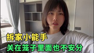 平安太调皮了，关在笼子里面都能拆家，新房子刚装的窗帘就报废了