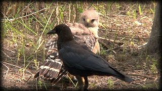 Crows vs Hawk 01 Stock Footage